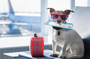 Make Traveling With Your Dog Easy!